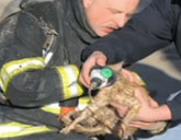 Firefighter adopts kitten he rescued