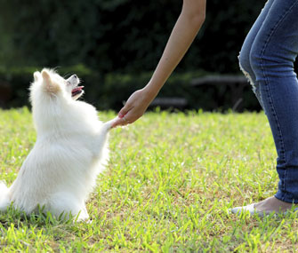 Dogs with trainer