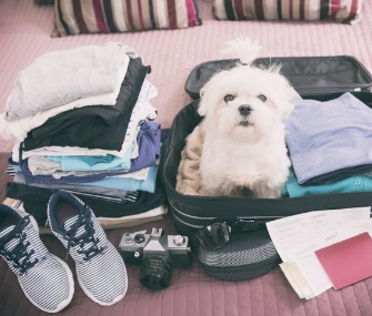 dog in suitcase