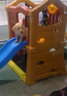 dog on indoor playground at hotel