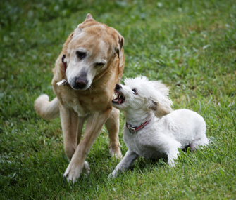 dog snarls at other dogs