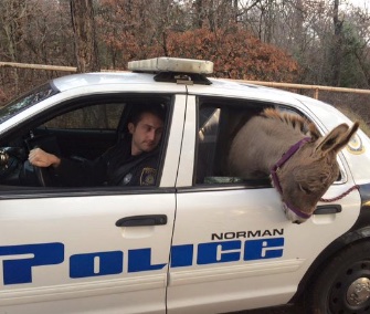 Norman, Oklahoma, police Officer Kyle Canaan rescued a miniature donkey found wandering on a rural road.