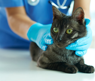 Vet examining cat