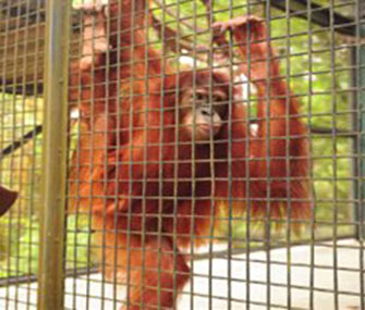 Tsunami the orangutan will wear special eye tracking equipment for the study.