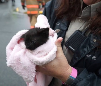 A preschool-aged boy heard the cries of this tiny kitten in a storm drain.