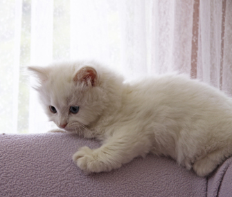 Energetic Kitten