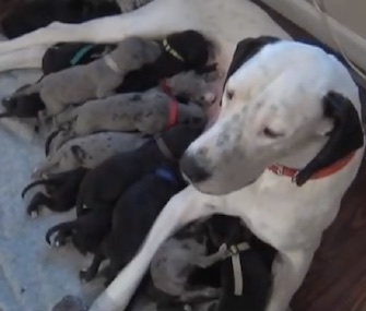 Snowy, a Great Dane, gave birth to a litter of 19 puppies three weeks ago.
