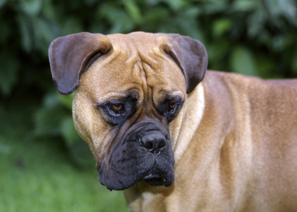 The 15 Quietest Dog Breeds