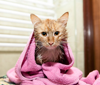 Bathed cat in towel