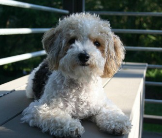 Shirley the Cockapoo