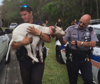 Police officers and firefighters in Port Orange, Florida, worked to free Sailor from the base of a tree.