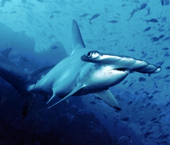 Scientists say they can't tell just from looking at it whether this is a scalloped hammerhead or a Carolina hammerhead — but the two are different species.