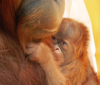 The first baby orangutan born using fertility treatment cuddles with his mom.