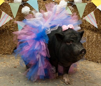 Sophie poses for a maternity photo shoot at her farm sanctuary home.