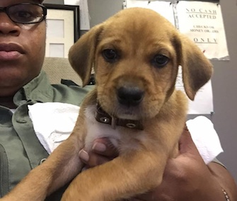 An animal control officer rescued a puppy from a trash can in Tennessee.