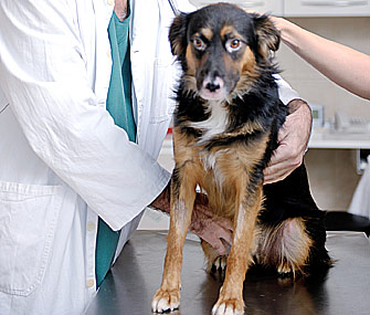 Dog at vet clinic