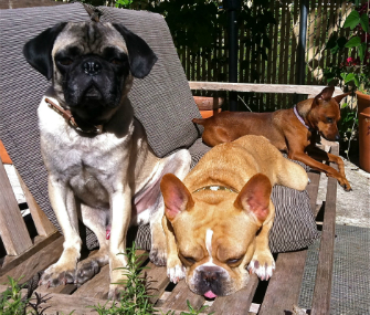 Dr. Patty Khuly's Dogs