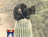 Cat stuck on top of Arizona cactus