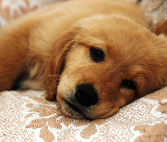 Sick Golden Retriever puppy