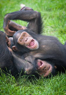 two monkeys playing together