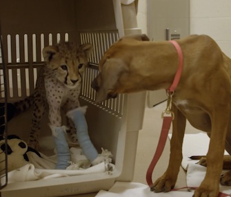 Ruuxa, a cheetah cub, gets a visit from his puppy companion as he recovers from surgery on his front legs.