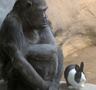 Gorilla and rabbit