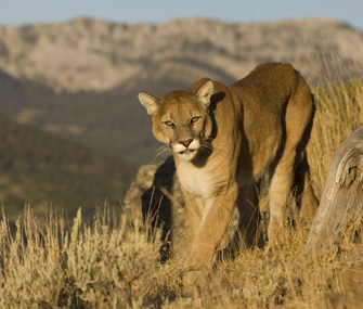 Cougar