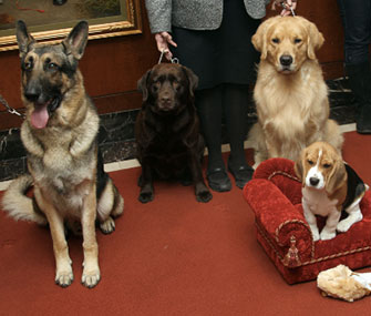 The Labrador Retriever continued its reign as the most popular dog breed in the U.S. in 2012.