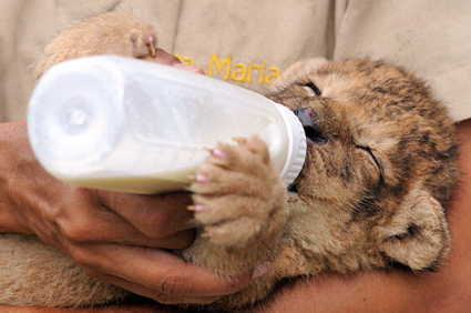 Lion being fed milk