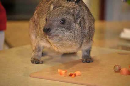rock hyrax eating