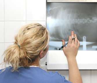 Vet checking X-ray