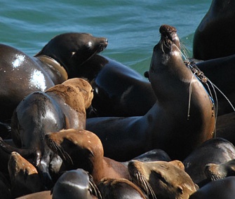 Snouty will soon get a second chance at life in the ocean.