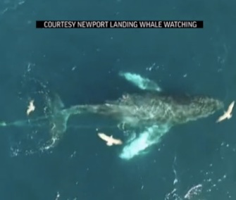Rescuers cut away hundreds of feet of fishing line to save an entangled humpback whale off the California coast.