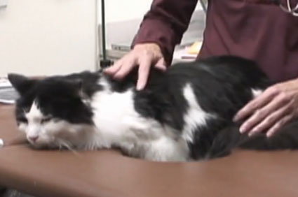 Mickey the cat gets a pacemaker