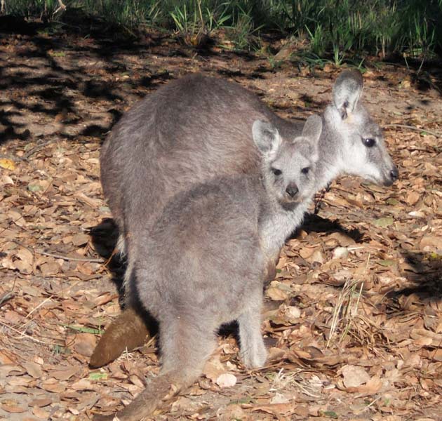 Wallaroo Joey