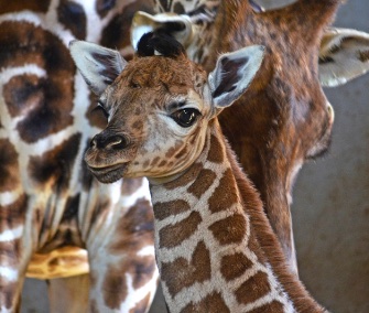 A female Rothschild's giraffe was born last month at a zoo in Spain.