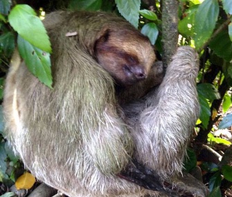 A badly injured sloth survived thanks to the quick actions of the family who found him in Costa Rica.