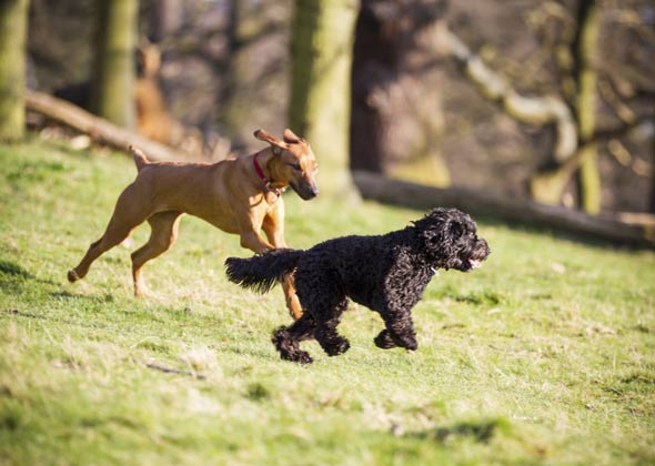 How To Teach Dog Manners With Cats How To Teach Dog Manners With Cats