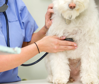 Dog at Vet