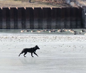 A Chicago police team spent three hours rescuing this Shepherd from thin ice.