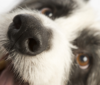Dog's nose