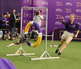 Holster, an Australian Shepherd, won the Westminster agility competition on Saturday.