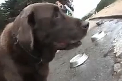 Dogs in a San Francisco park