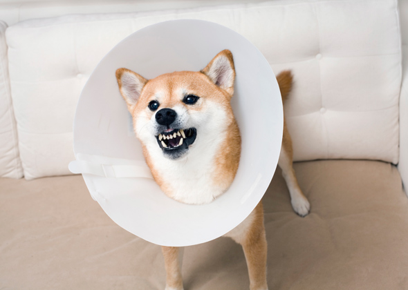 How To Interpret Your Dogs Growls