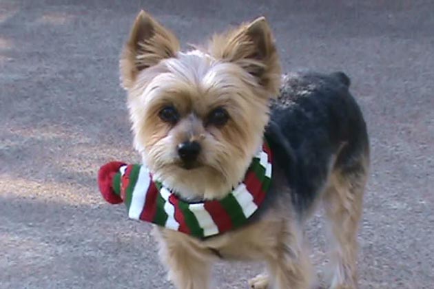 Cute Pet of the Week, December 16, 2011
