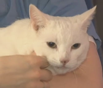 Sugar the cat who fell 19 stories