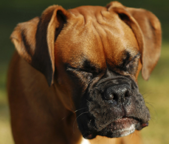 Dog sneezing