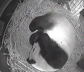 The San Diego Zoo's Bai Yun cradles her new panda cub in her den.