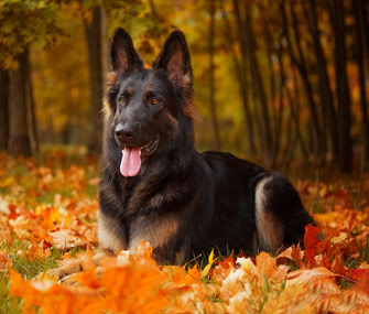 Autumn German Shepherd