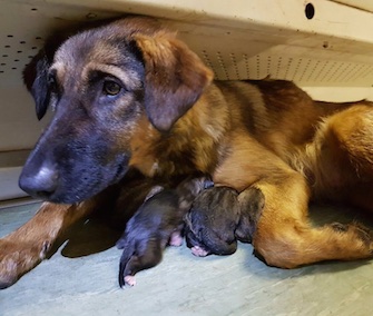 A stray dog wandered onto a metro car in Moscow to give birth to nine puppies.